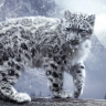 SnowLeopard365